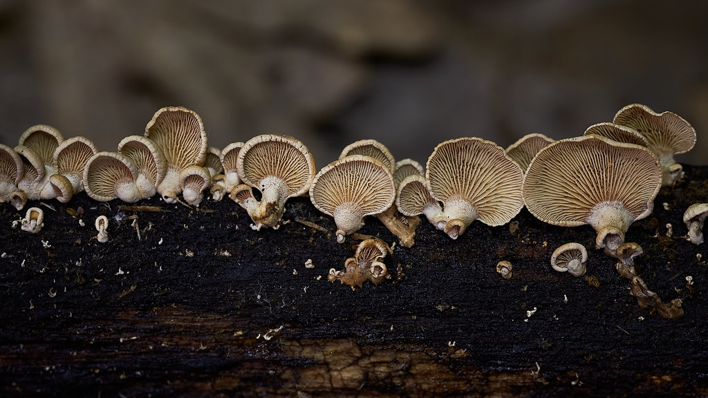 BITTER OYSTER MUSHROOM (PANELLUS STIPTICUS) IMAGE 1 of 2 O… Flickr