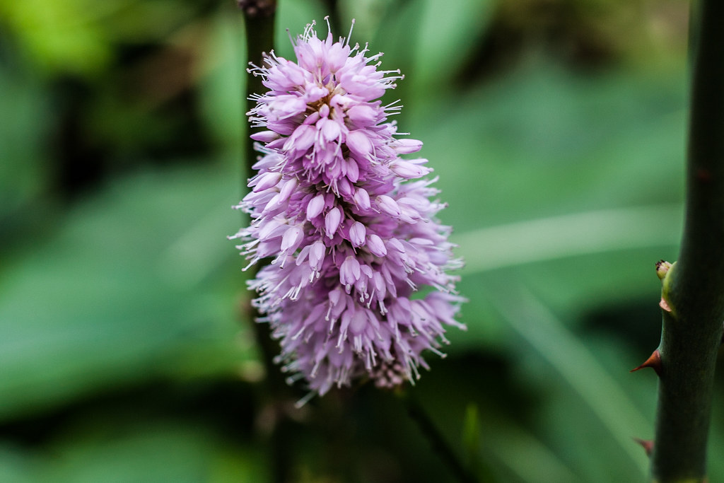 London pride Flower spikes of the London pride plant Mal Jones..... Guild of