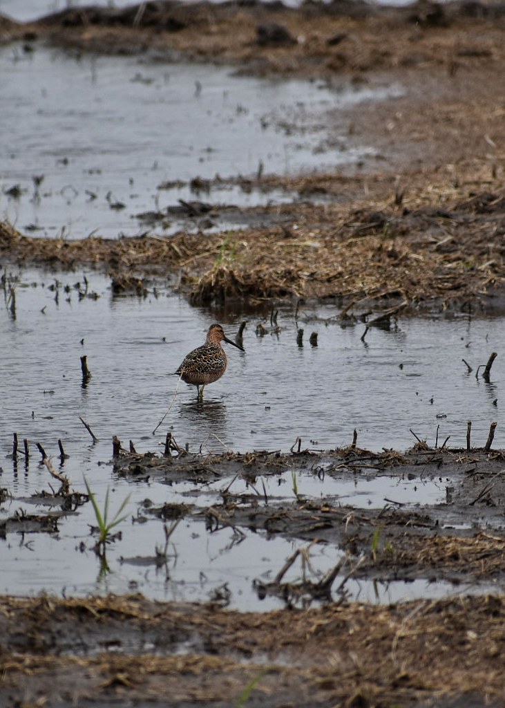Dowitcher Lake Andes Wetland Management District South Dak… Flickr