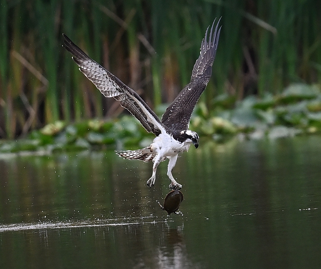 Osprey with a turtle How often does one see an Osprey with… Flickr