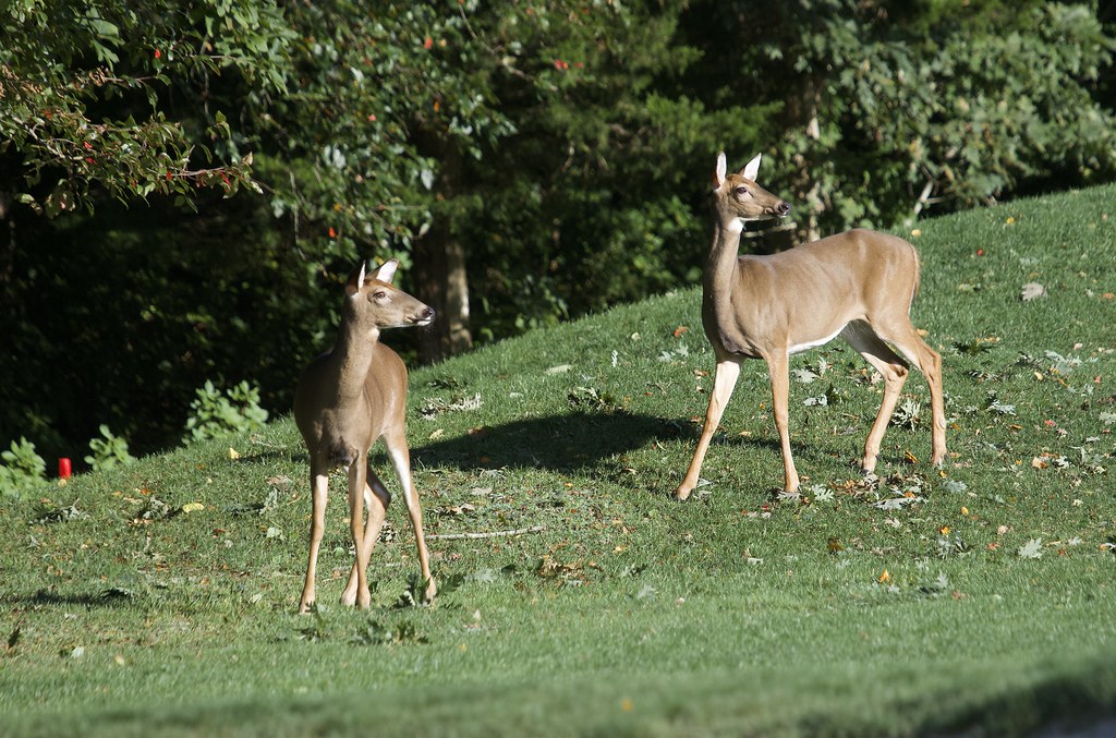 Whitetailed Deer Mashpee, MA Mary Keleher Flickr