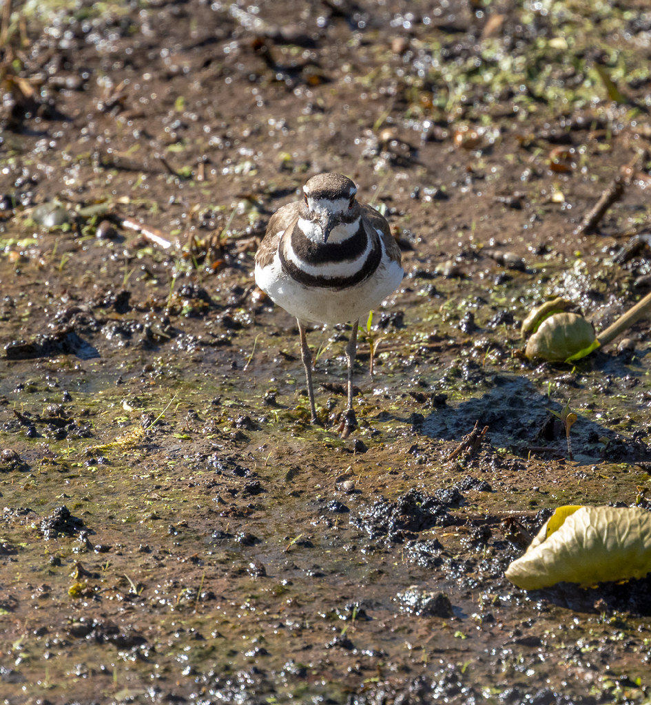 Killdeer Magee Marsh State Wildlife Area, OH Bill Flickr
