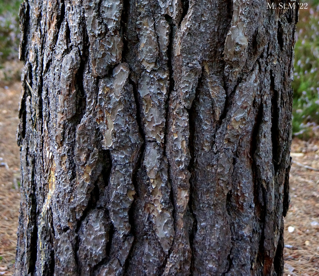 Pine study 1 Trent Park, Herts, England. worth enlarging … Michael