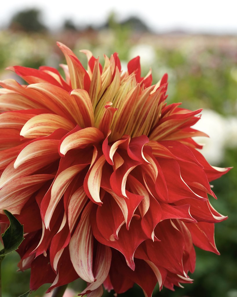 Dahlia. Dahlia in Oregon field. Larry Clack Flickr