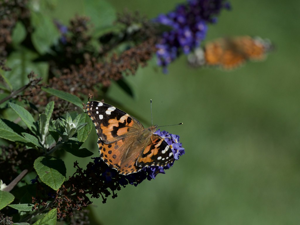 Painted lady butterfly 2 painted lady butterflies are in t… Flickr