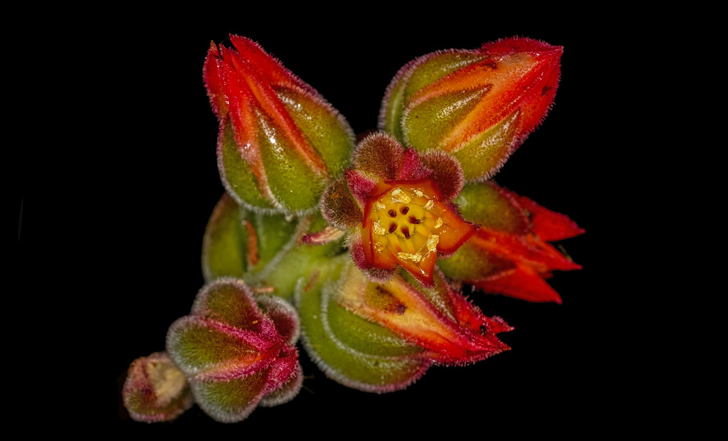 Echeveria 'Doris Taylor' Woolly Rose. Succulent nursery at… Flickr