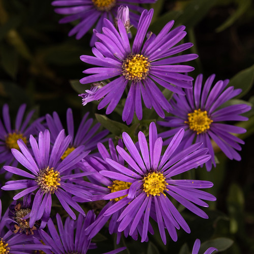 Marks Hall Autumn Flowers Jill Griffiths Flickr