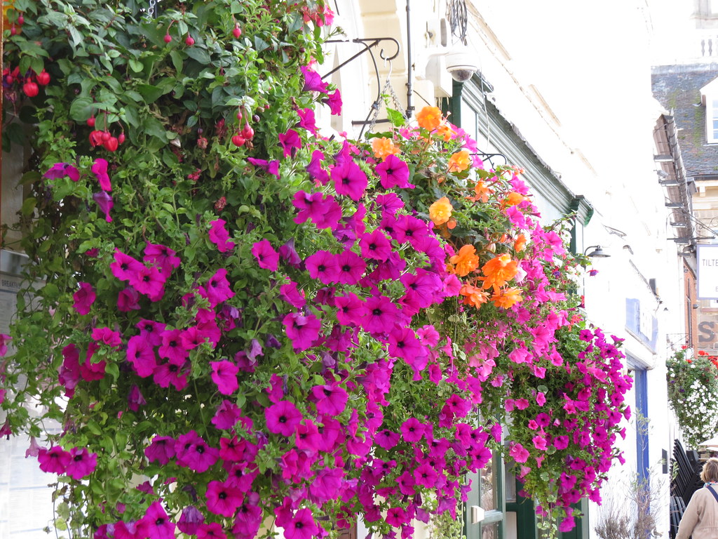 Wetherspoon's flowers Warwick Thomas Lloyd bar Warwick Flickr