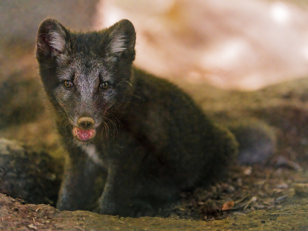 Black arctic fox a photo on Flickriver
