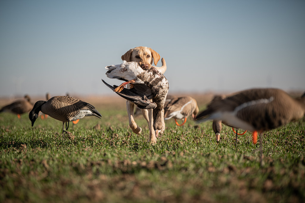DSC_2757 Dave Smith Decoys Flickr