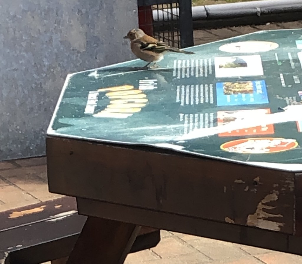 Glendalough — Chaffinch Buckets of Blood Flickr