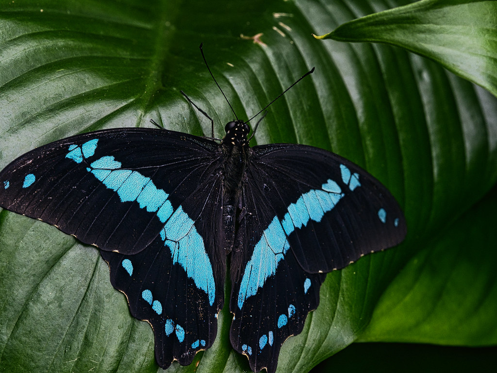 Blue Swallowtail Butterfly at Butterfly Wonderland Flickr