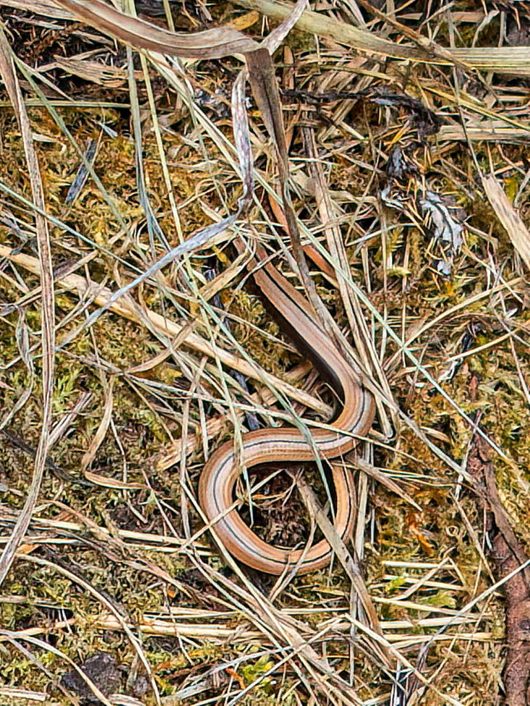 Juvenile Female Slow worm OLYMPUS DIGITAL CAMERA Flickr