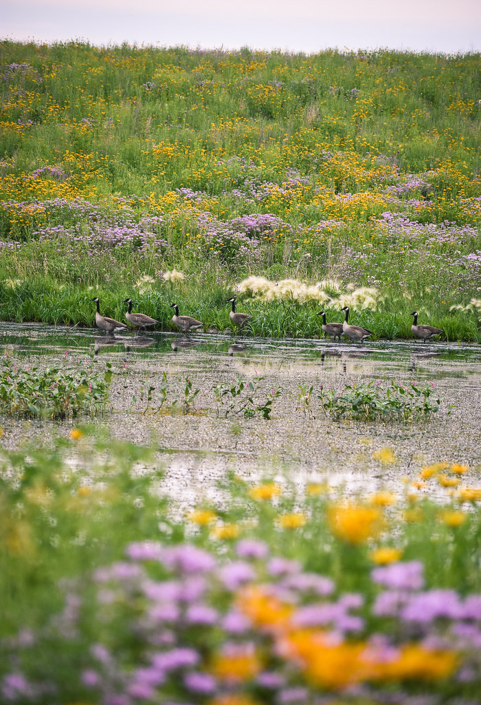 Canada Geese on Trout WPA Lake Andes Wetland Management Di… Flickr