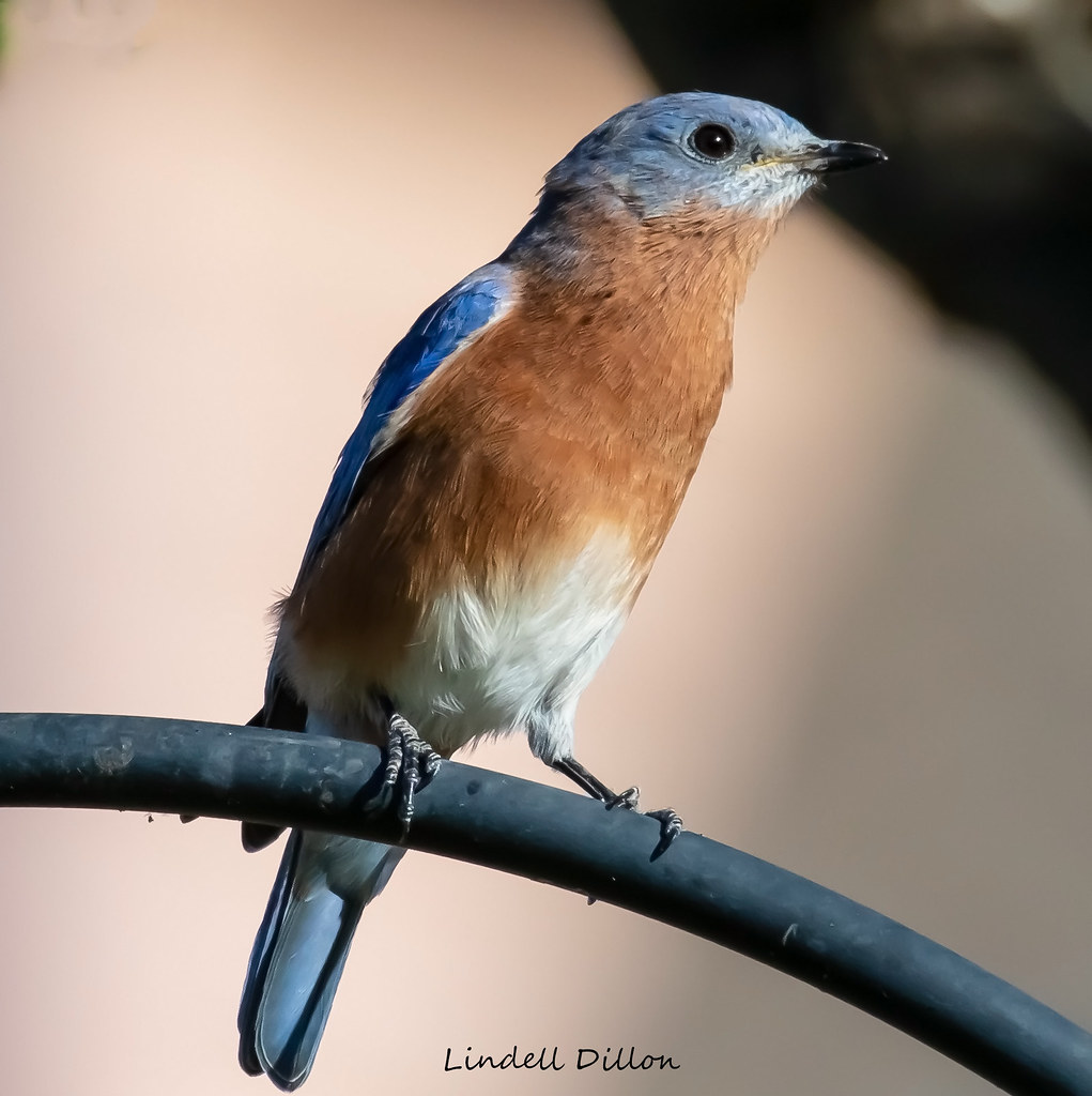 Backyard Bluebird Our Eastern Bluebirds raised a brood in … Flickr