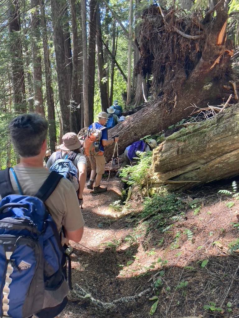 4th july tree hopping Timberline Adventures Flickr
