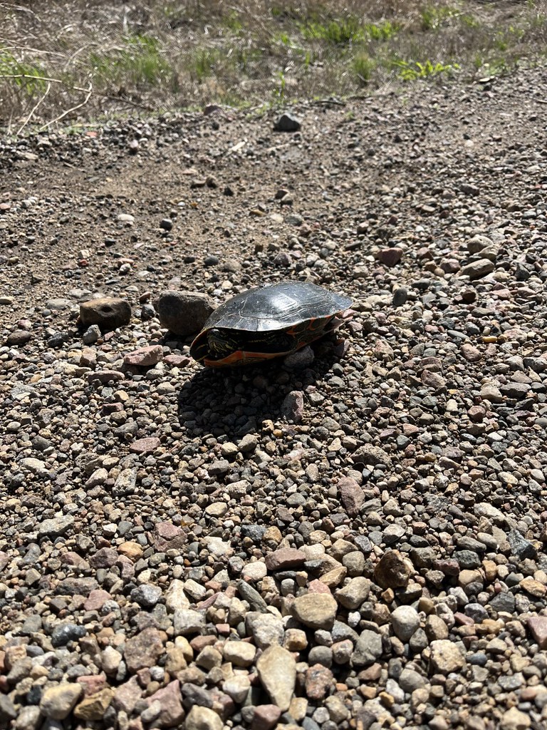 Painted Turtle Lake Andes Wetland Management District Sout… Flickr