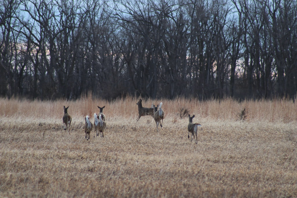 Whitetailed Deer Lake Andes Wetland Management District S… Flickr