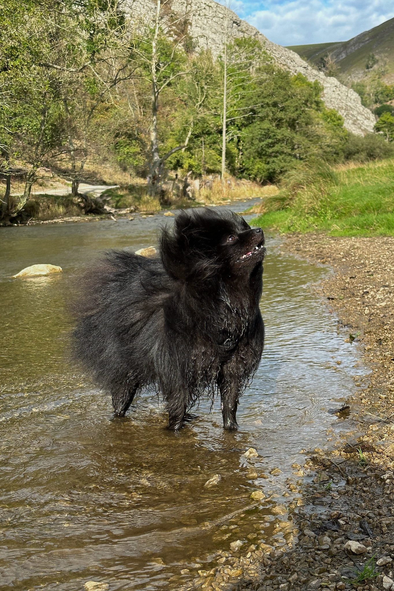 The Best Destinations for Dogfriendly Getaways in the UK LaptrinhX