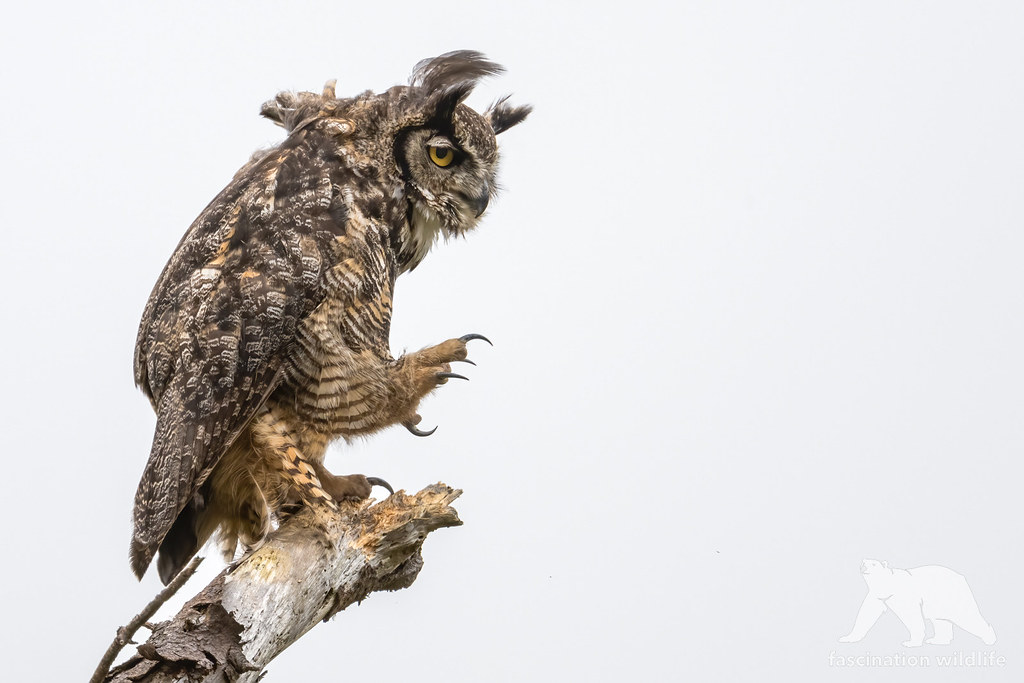 Greathorned owl A male GHO showing its deadly talons, Nor… Flickr