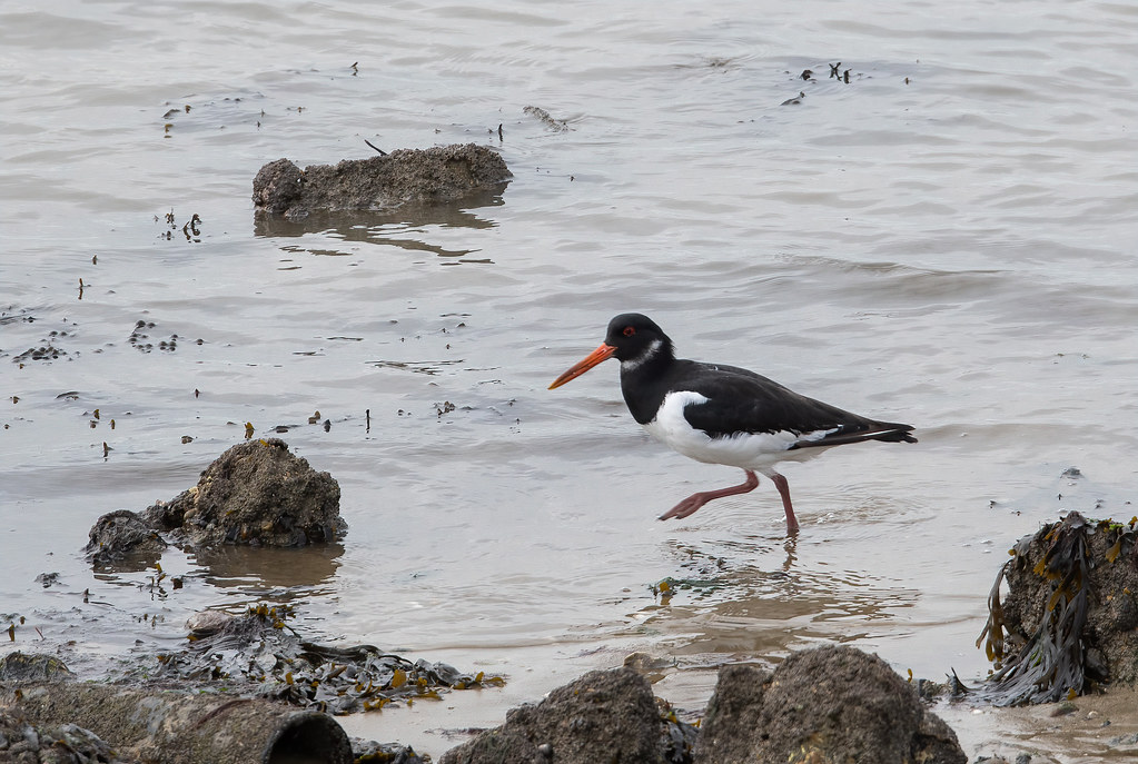 Oyster Catcher Paul Flickr