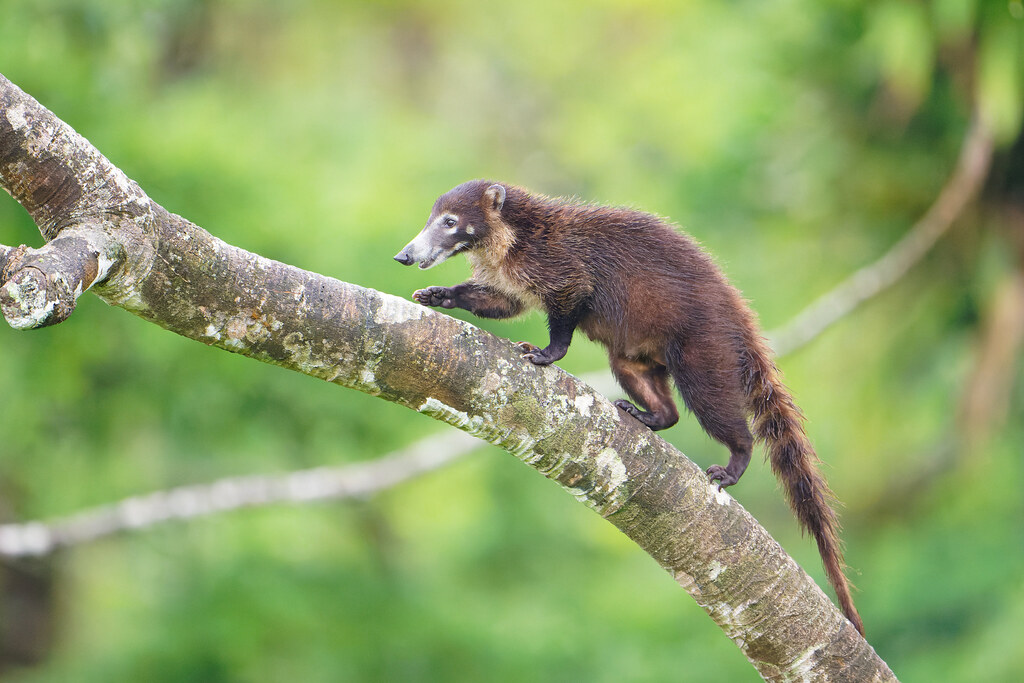 20220508_A1_03753 Jordan Manning Flickr