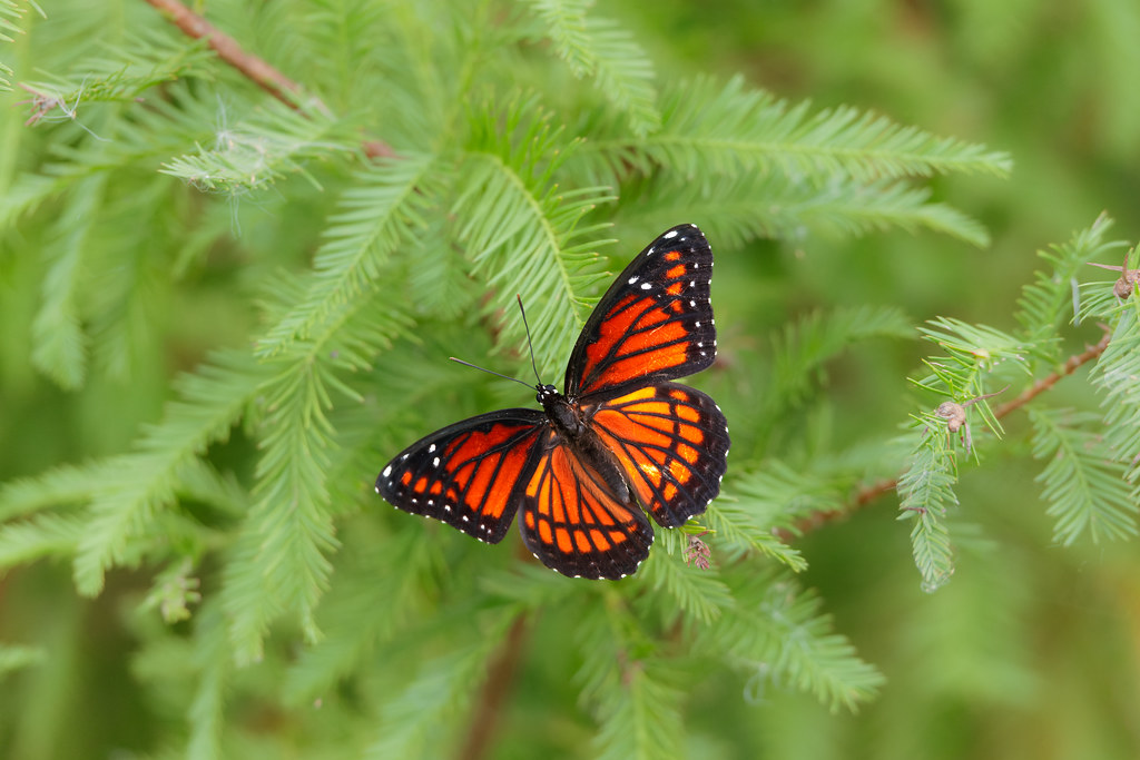 Viceroy on Cypress Sweetwater Wetlands Park, Gainesville, … Matt
