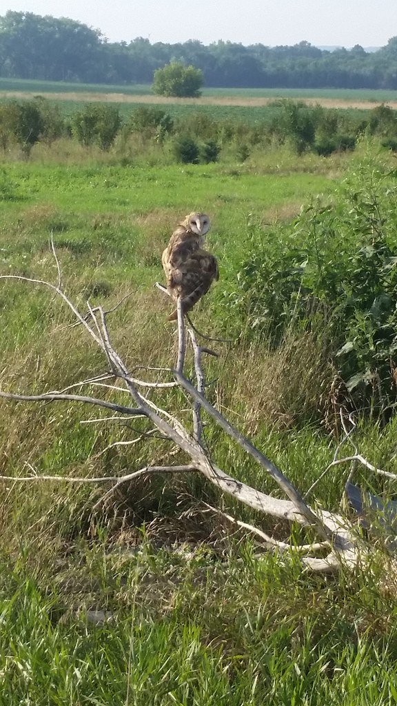 Barn Owl Lake Andes National Wildlife Refuge South Dakota Flickr