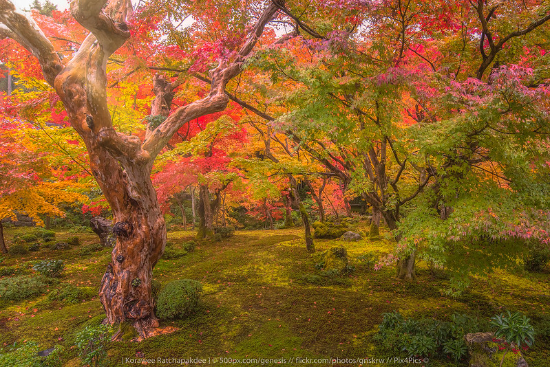 Exploring The Red Sunset Maple Tree Pros And Cons SARPO