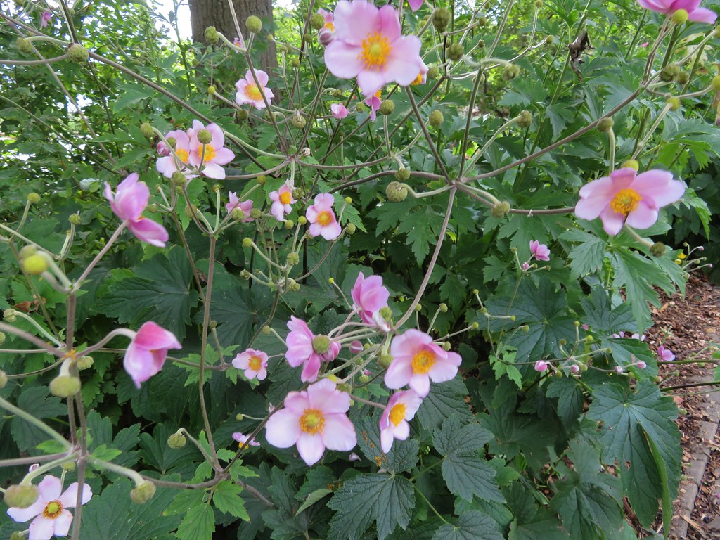 In search of flowers still blooming outdoors (3 of 6) Flickr