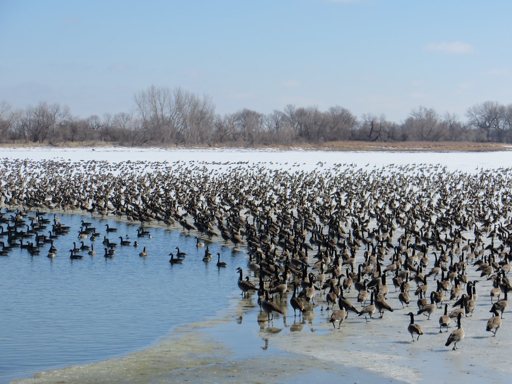 Flock of Canada Geese Lake Andes National Wildlife Refuge South Dakota