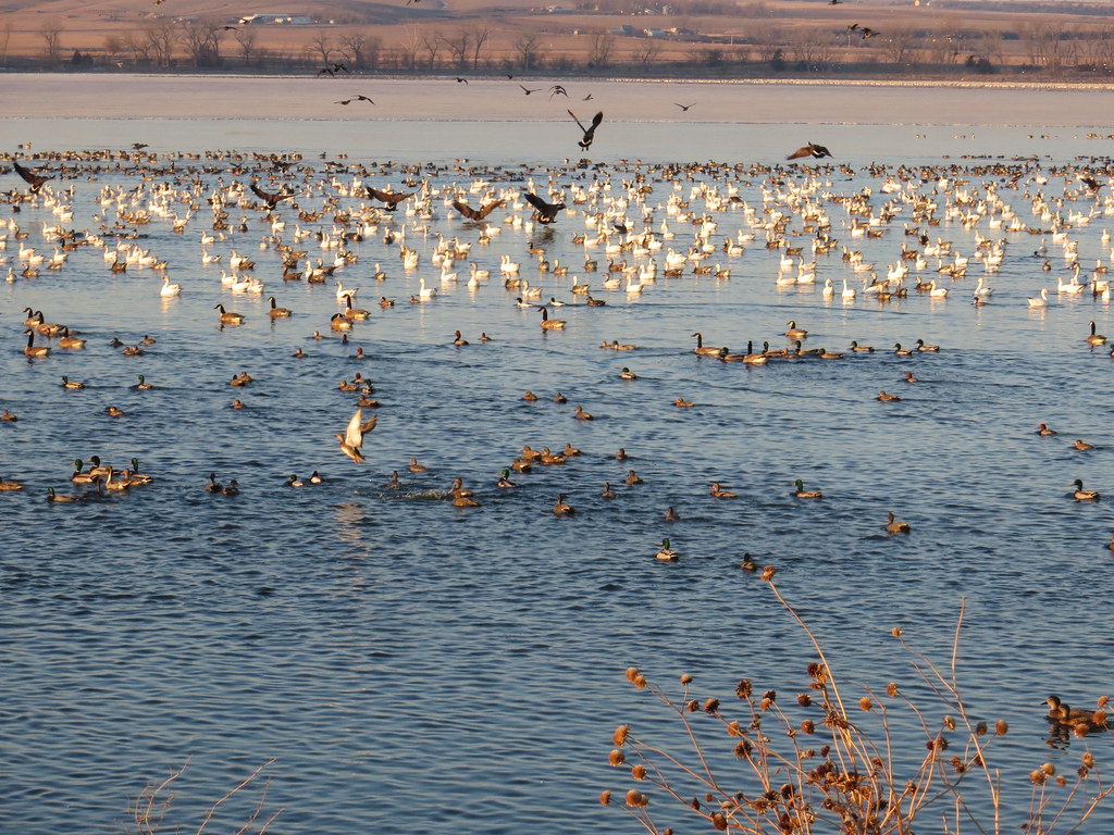 Waterfowl on Lake Andes; Lake Andes National Wildlife Refuge a photo