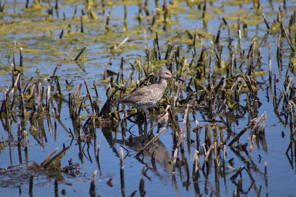 Willet Lake Andes Wetland Management District South Dakota… Flickr