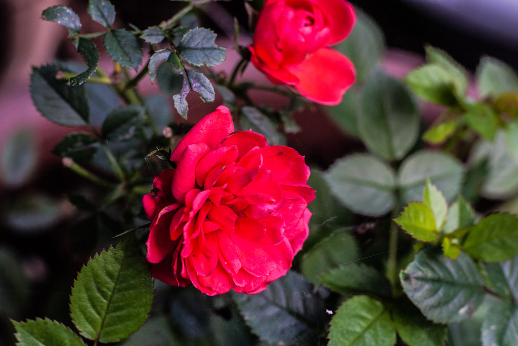 patio rose Patio Rose with new blooms Mal Jones..... Guild of