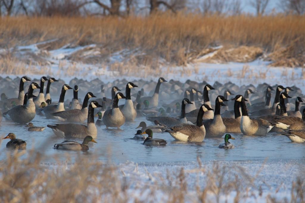 Mallards Amongst Canada Geese Lake Andes Wetland Managemen… Flickr