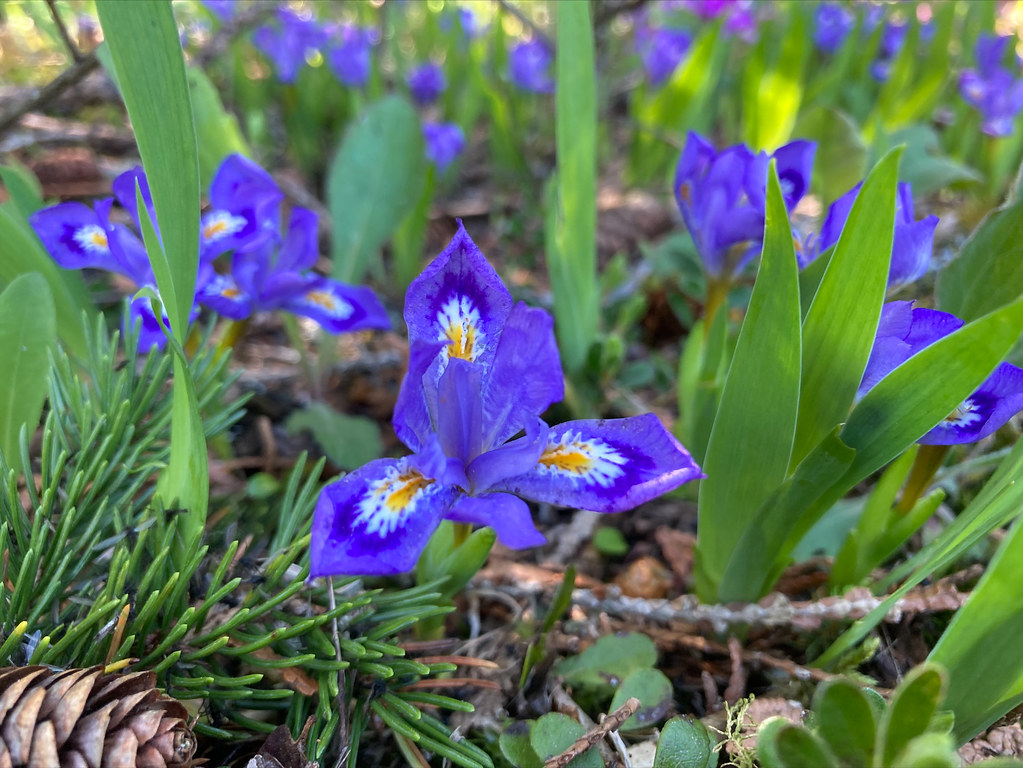 Dwarf Lake Iris at Wilderness State Park, Michigan Flickr
