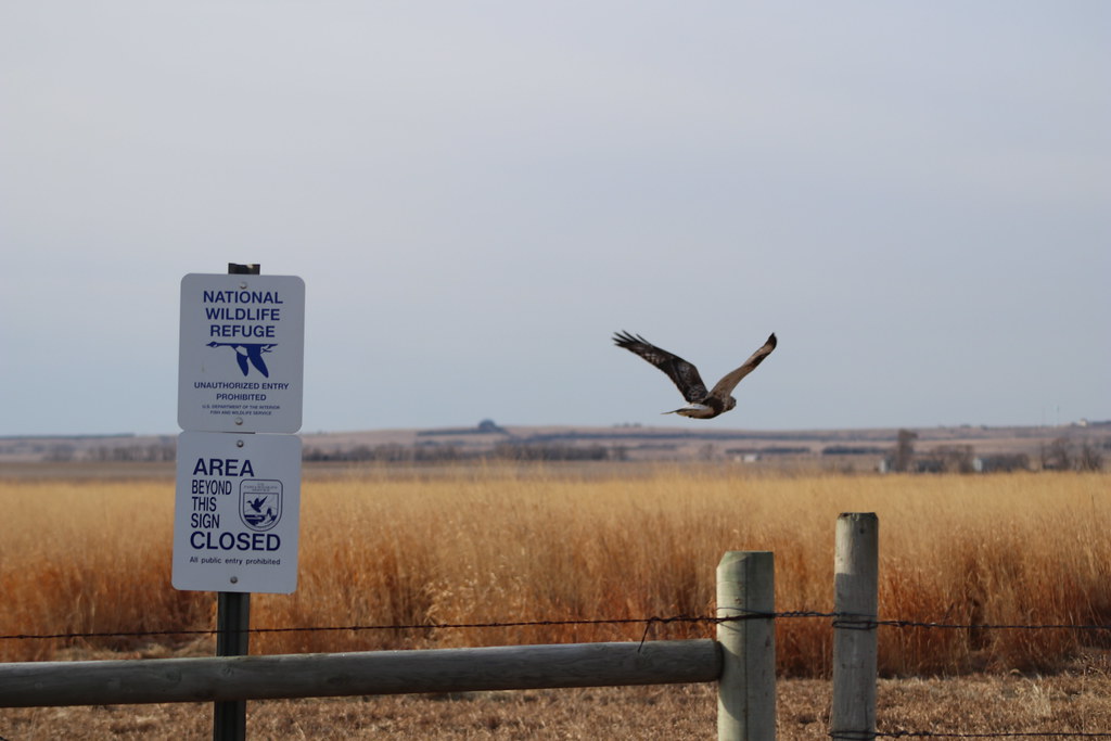 Owen's Bay Lake Andes National Wildlife Refuge A raptor fl… Flickr