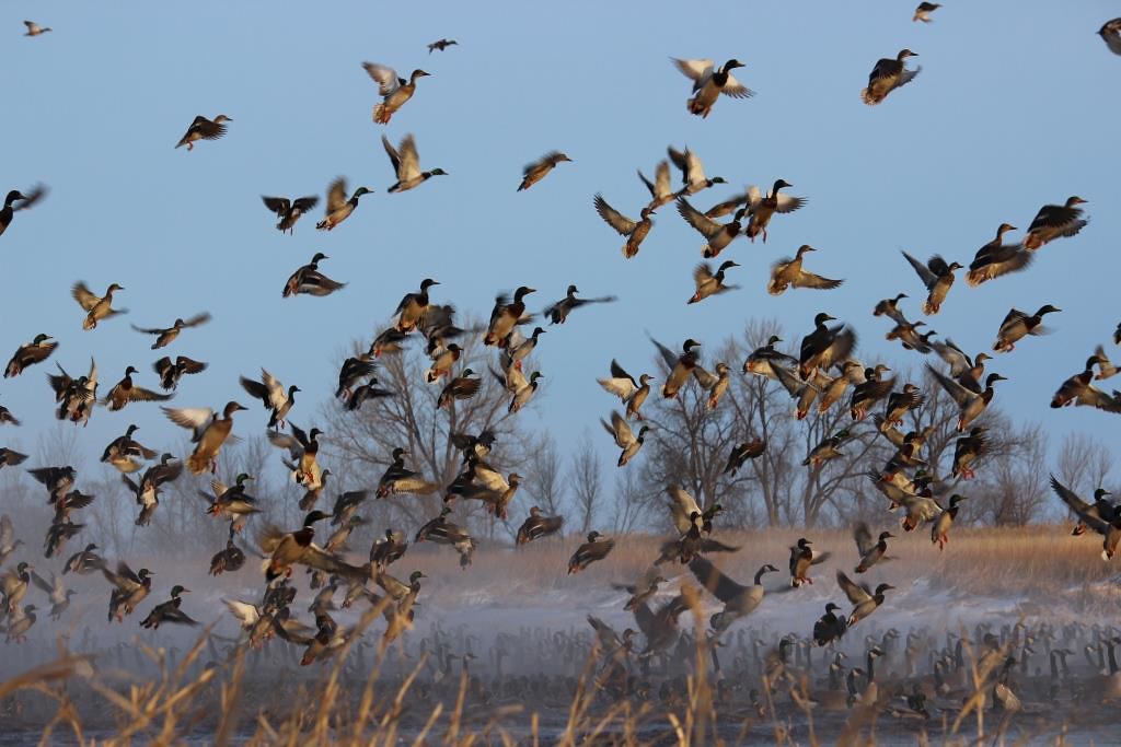 Group of Waterfowl Flying up from a Prairie Pond Lake Andes Wetland Management District South