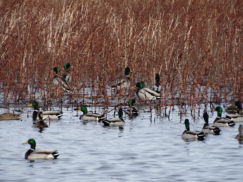 A Mallard Sanctuary; Lake Andes National Wildlife Refuge a photo on