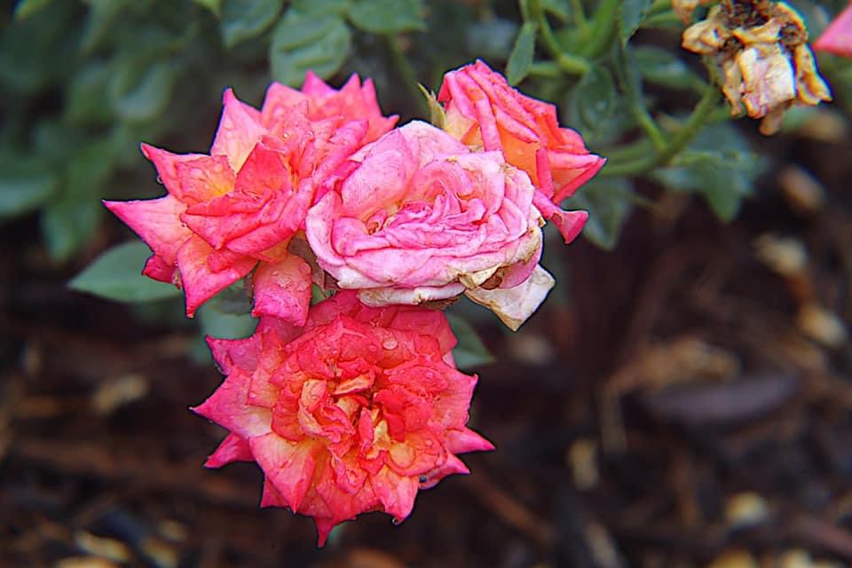 Flowers of Muscatine Alexis Harrell Flickr