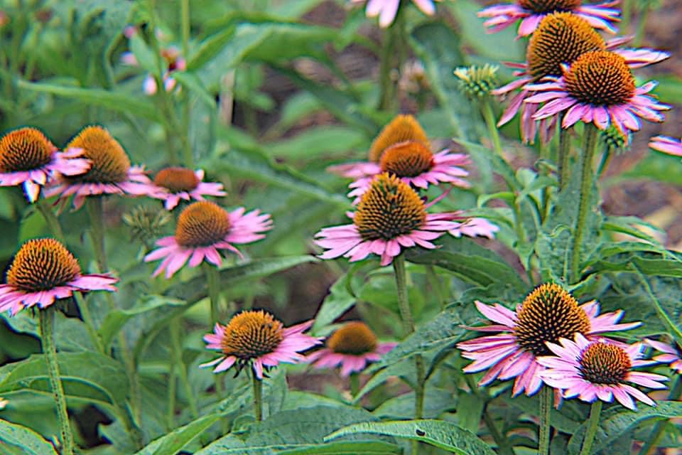 Flowers of Muscatine Alexis Harrell Flickr