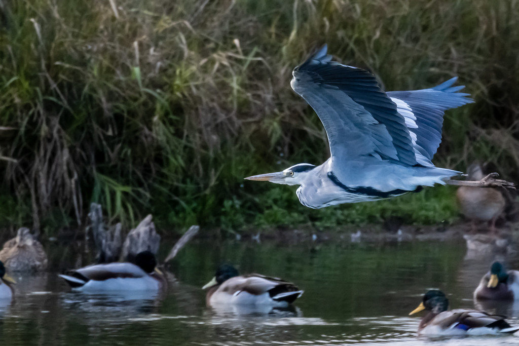 Heron Willington wetlands *Stephen Gwinn Flickr