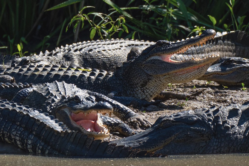 Sunbathing, Alligators at Elm Lake, Brazos Bend State Park… Flickr