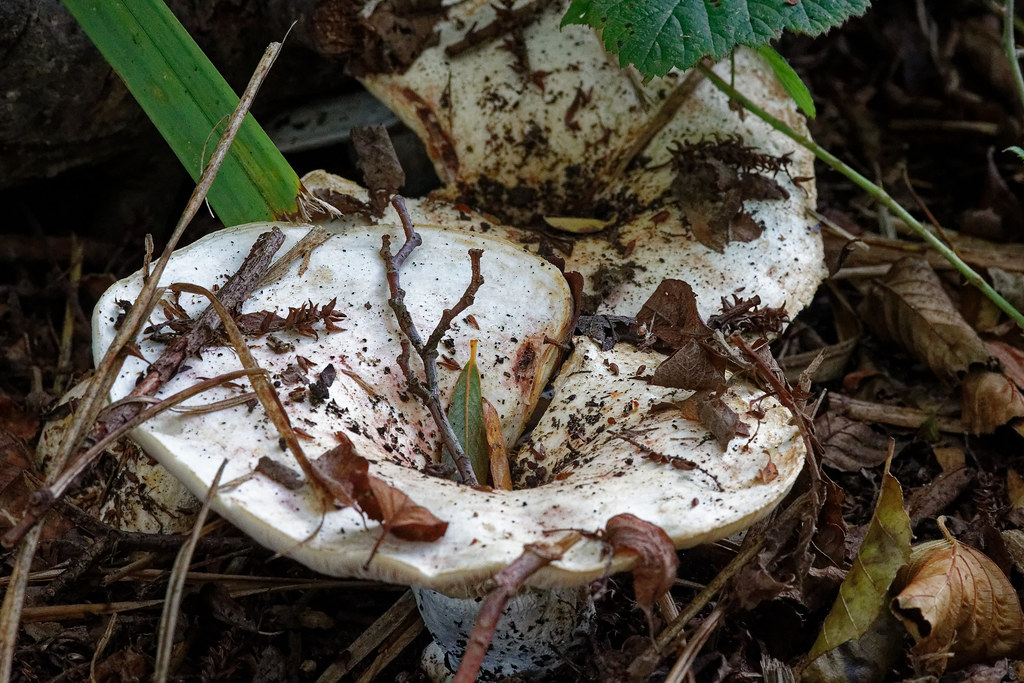 Toilet fungus? Steve Whiteley Flickr