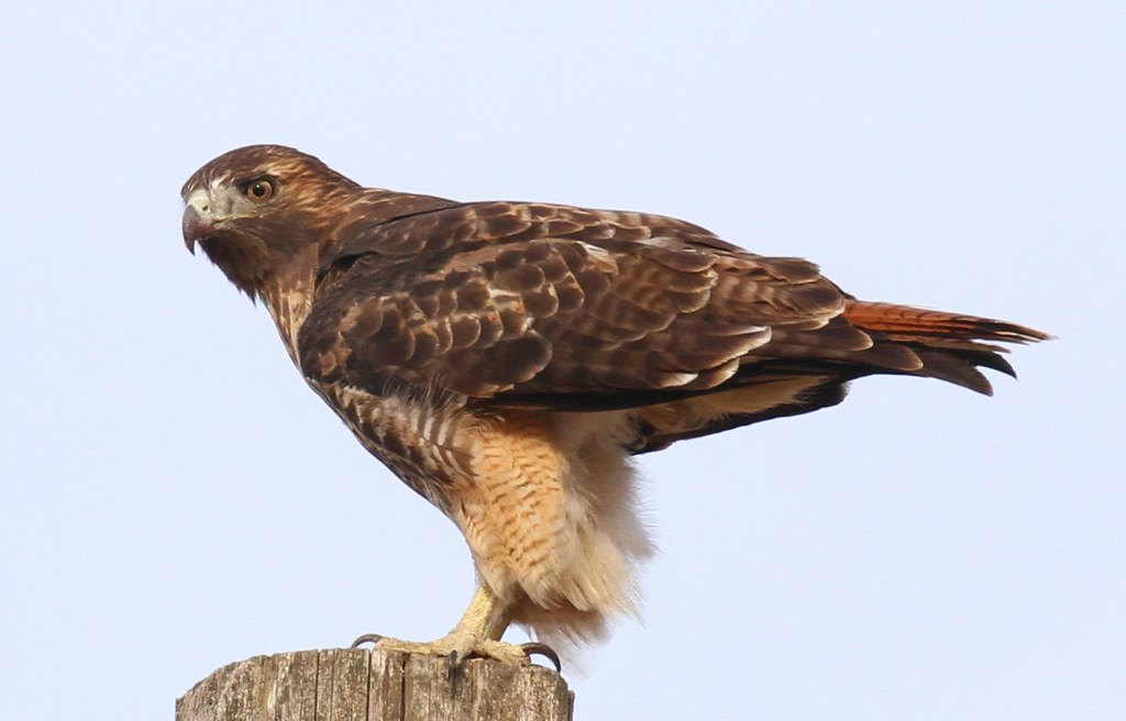 Red tailed hawk St Andrews, wa Nick H. Thomas Flickr