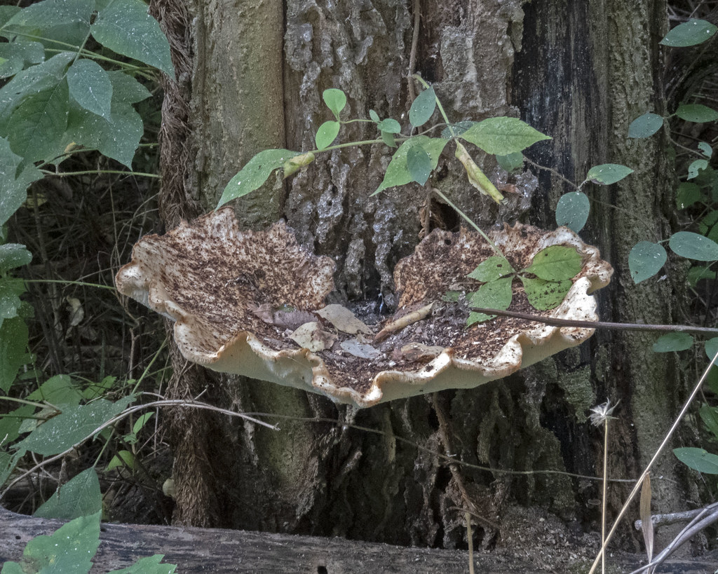 Large Shelf Mushroom Large Shelf Mushroom Roger Inman Flickr