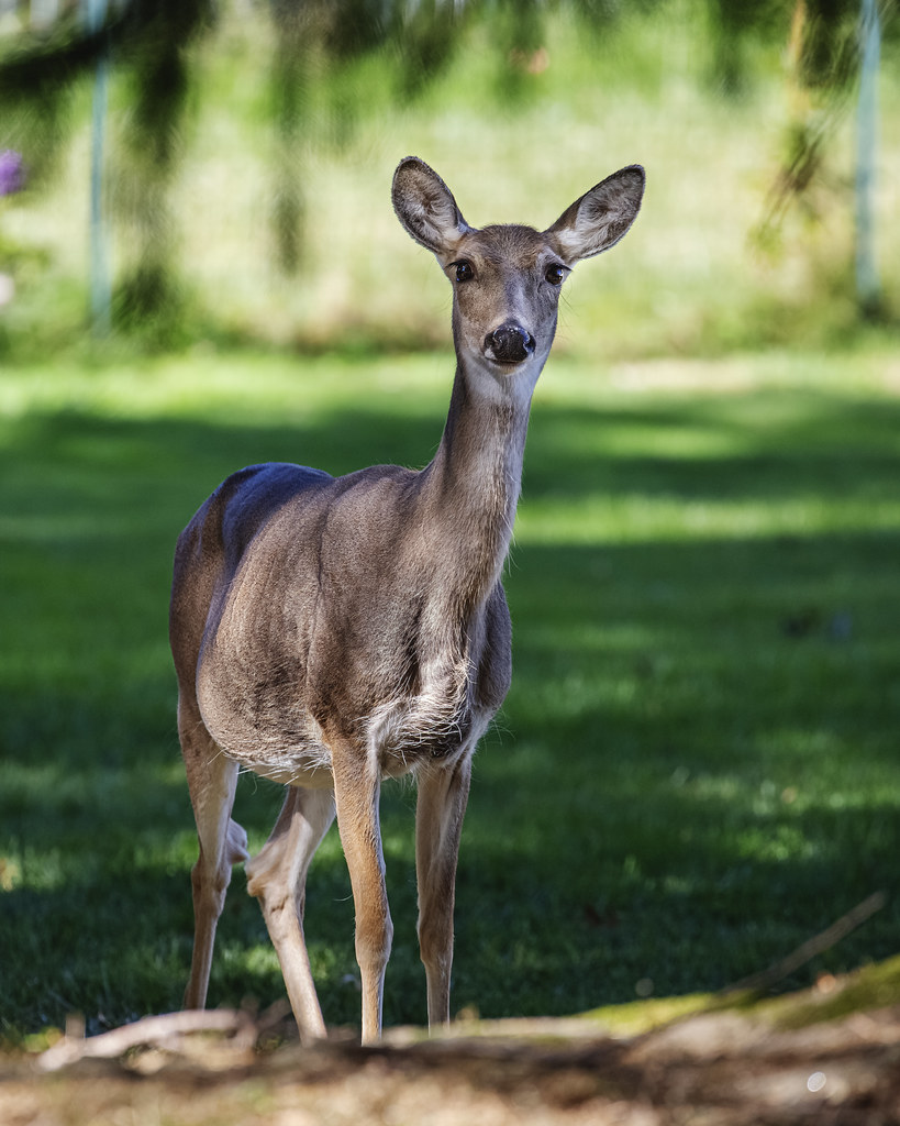 Doe A Deer A Female Deer 20220929 Adam Flickr