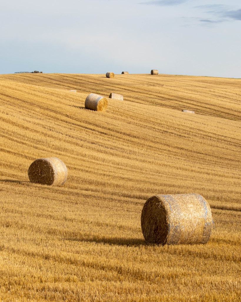 HARVEST TIME HARVEST TIME From the path to Hackley Bay, … Flickr