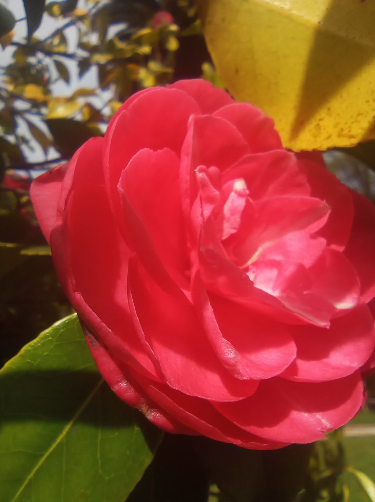 IMG_20220923_164717 Ignacio Zárate Flickr