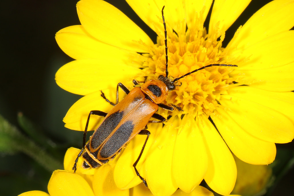 Goldenrod Soldier Beetle Chauliognathus pensylvanicus, L… Flickr